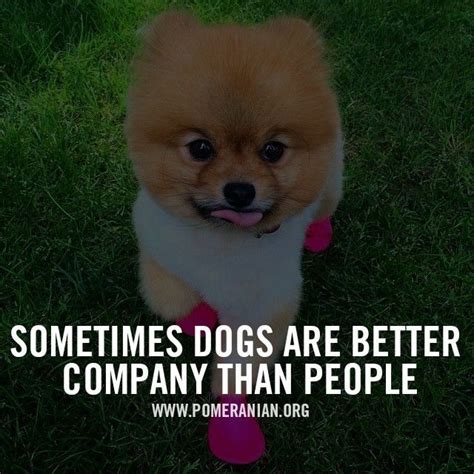 #pomeranian #pomeraniandog #pomeranianpuppies #pomeranians #poms #pom ...