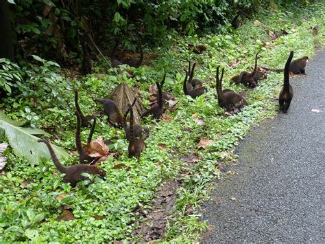 A flawless escapade: Costa Rica airport shuttle to Diria National Park ...