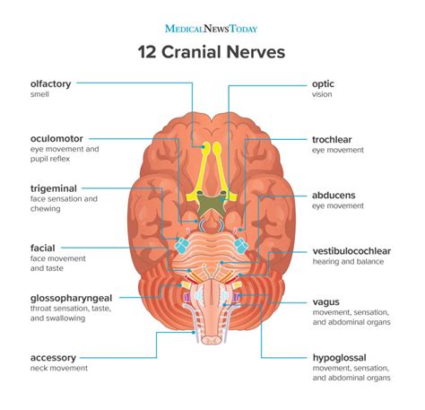 Cranial nerves function – Artofit