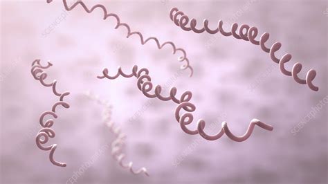 Lyme disease bacteria, illustration - Stock Image - F025/0446 - Science Photo Library