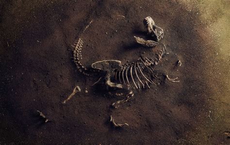 8 of Most Complete Dinosaur Fossils Ever Discovered - A-Z Animals