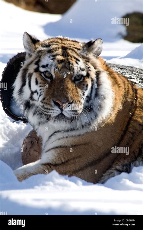 The Siberian tiger in the snow Stock Photo - Alamy