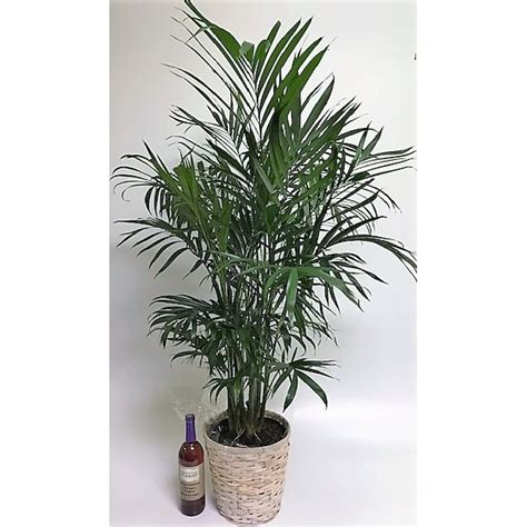 Palm, Parlor Palm, Areca Palm, Cat Palm Foley Florist- McKenzie Street Florist & Specialty Rental