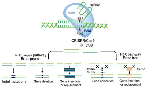 Horticulturae | Free Full-Text | CRISPR-Cas9 Gene Editing for Fruit and ...