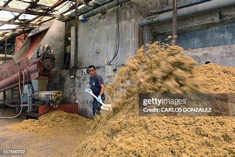 141 Slaughterhouse Waste Stock Photos, High-Res Pictures, and Images ...