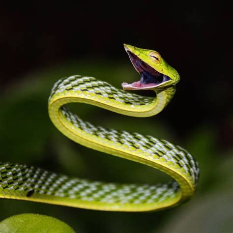 National Geographic India on Instagram: “A green Asian vine snake (Ahaetulla nasuta) spotted in ...