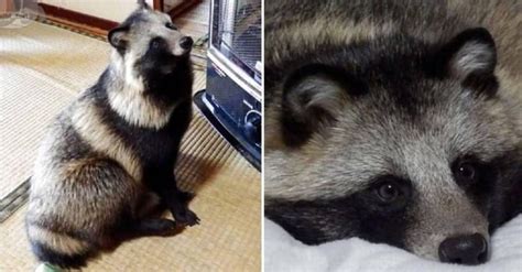 13 Crazy Facts About The Raccoon Dog