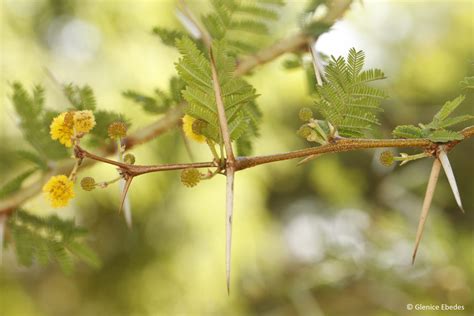 Vachellia xanthophloea – PLANTBOOK