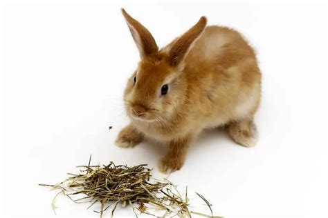 Get Your Rabbit To Eat Hay - 6 Tips To A Better Bunny Diet