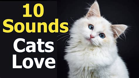 10 Sounds Cats Love To Hear The Most - YouTube