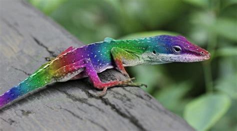 Rainbow | Colorful lizards, Lizard, Lizard species