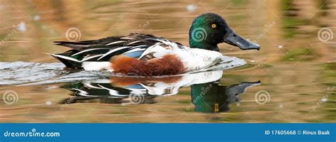 Northern Shoveler stock photo. Image of iridescent, male - 17605668