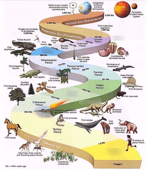 What Are The 4 Different Types Of Evolution at Micheal Baker blog