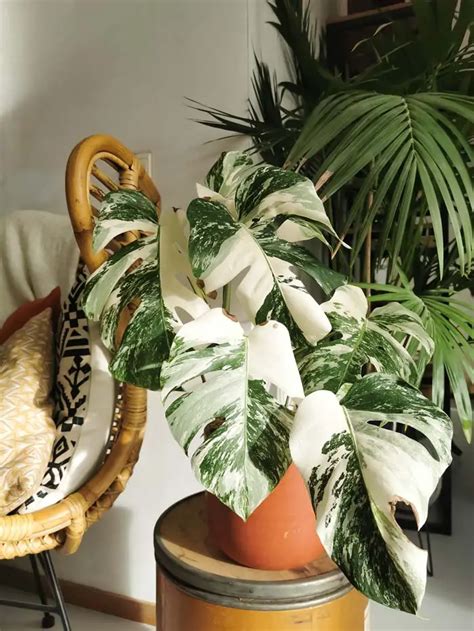 28 Beautiful Indoor Variegated Plants with Patterns