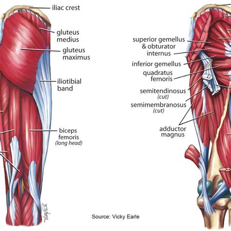 Left Hip Muscles Anatomy / Figure 3 From Surgically Relevant Bony And Soft Tissue Anatomy Of The ...