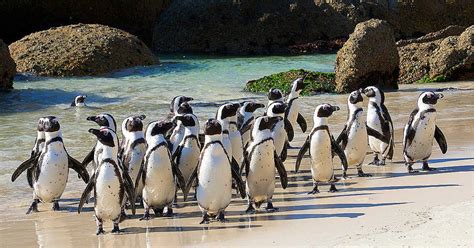 Boulders Beach Penguins in Cape Town: 6 Things to Know Before You Go ...