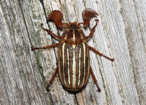 Polyphylla decemlineata ♂ (Ten-lined June Beetle). | Beetle tattoo, Beetle, June bug