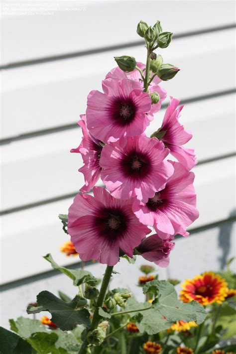 PlantFiles Pictures: Alcea, Common Hollyhock, Garden Hollyhock 'Halo ...