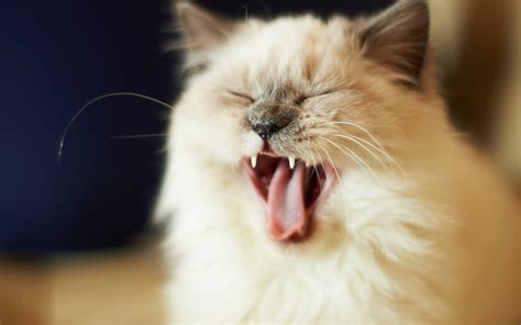 Tired yawning cat wallpaper | 1920x1200 | #14461