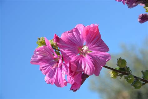 Hibiscus Pink Flowers Petals Color - Free photo on Pixabay - Pixabay