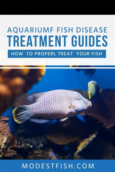 Aquarium Fish Disease Guide: Symptoms & Treatments