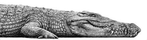 Realistic Crocodile Drawing | Important Wallpapers