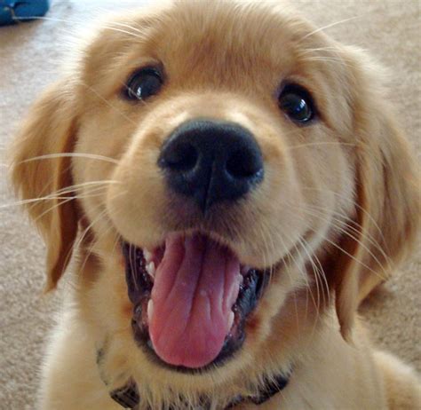 Unveiling the Mystery: Why Doesn’t My Golden Retriever Puppy Smile ...