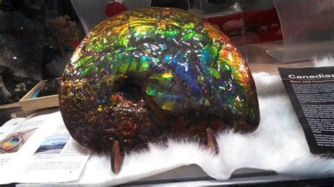 FossilFriday: gigantic opalized ammonite fossil