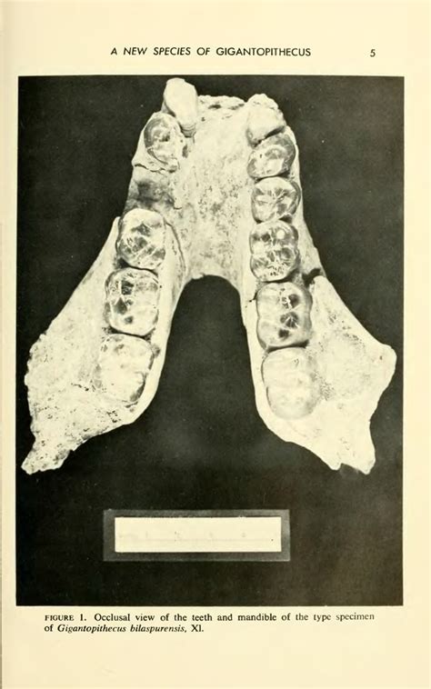 Gigantopithecus (Pongidae, Hominoidea) a new species from North India - BioStor | Species ...