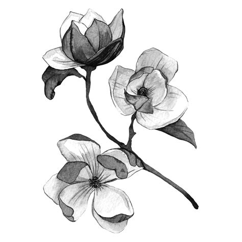 Black and white flower painting series — Anna Farba Illustration