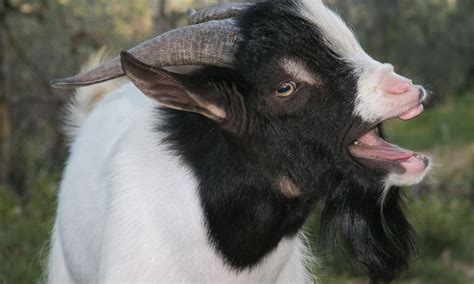 What Sound Does A Goat Make? (Helpful Content With Photos!) - Goat Owner