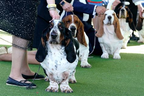 What to know about the 2023 Westminster Dog Show | News Channel 3-12