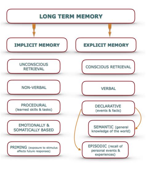 What Is Verbal Declarative Memory? Unlocking The Secrets Of Cognitive ...