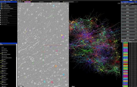 Google and Harvard release interactive 3D map of human brain section in ...