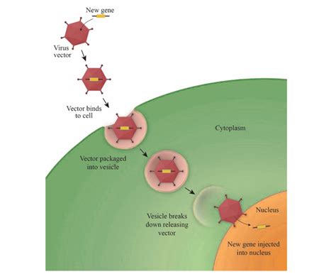 Somatic Gene Therapy