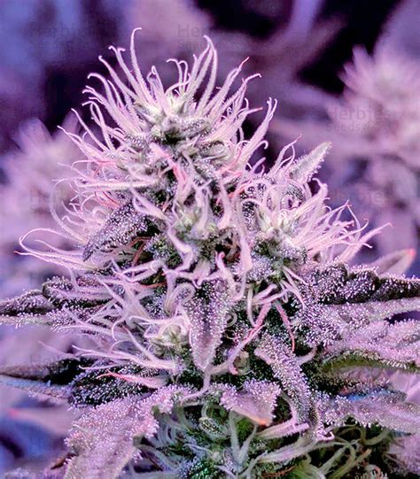 Buy White Widow feminized seeds by Dinafem - Herbies