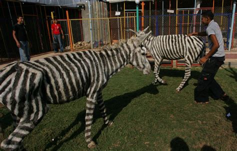 Donkeys painted as zebras at Gaza zoo - UPI.com