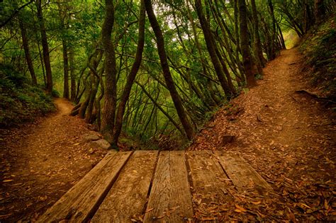 muir woods | Hiking trails, Country roads, Trail