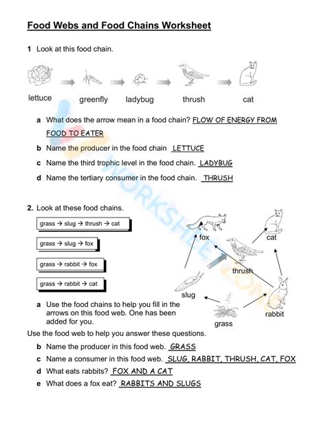 Food Web Worksheet Worksheet