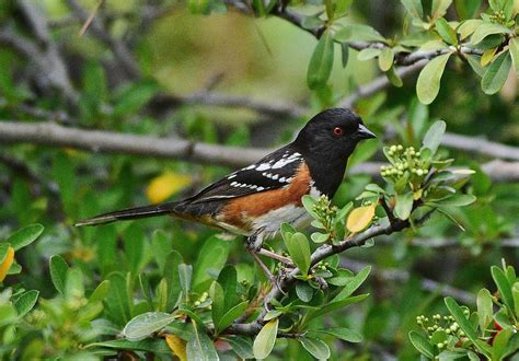 Rufous Sided Towhee 2 Photograph by Linda Brody