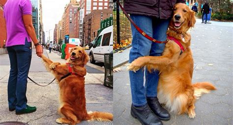 Golden Retriever can’t stop hugging strangers on her walks – Animal ...