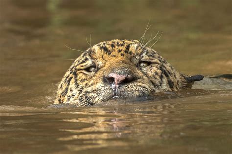 Jaguar swimming - Jim Zuckerman photography & photo tours