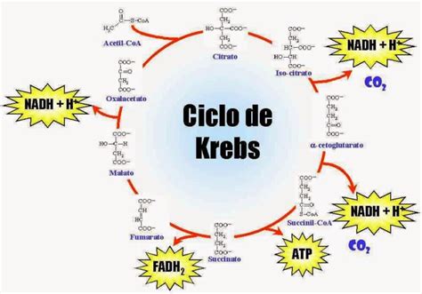 Ciclo de Krebs mapa conceptual ¡Guía paso a paso!