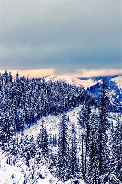 Snow Mountains in Idaho stock photo. Image of pinetrees - 141203662