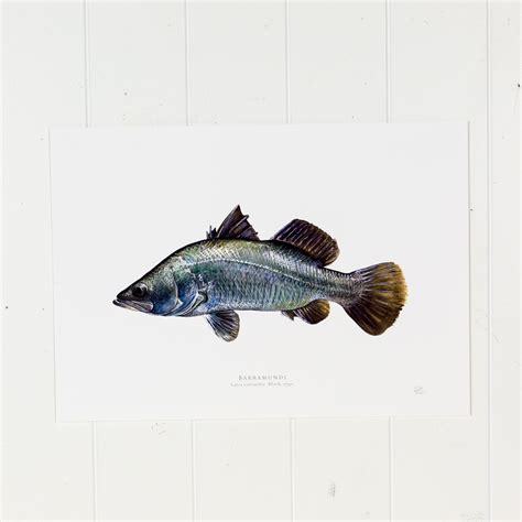 Barramundi Print - Coastal Vintage