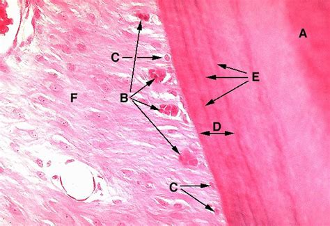 Formation of Cementum