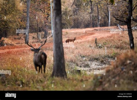 Indian wild dog pose in the nature habitat, very rare animal, dhoul ...