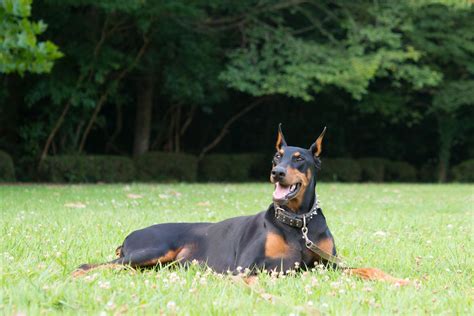 Doberman Pinscher (Dobie): Dog Breed Characteristics & Care