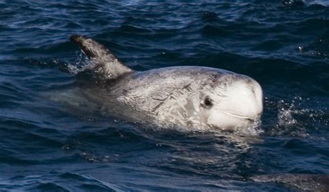 Earth and Space News: Grampus Dolphin Washes Ashore as Rare British ...