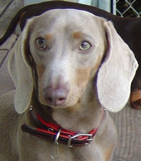 55 best images about Blue/Isabella Dachshunds on Pinterest | Weenie dogs, Miniature and Minis